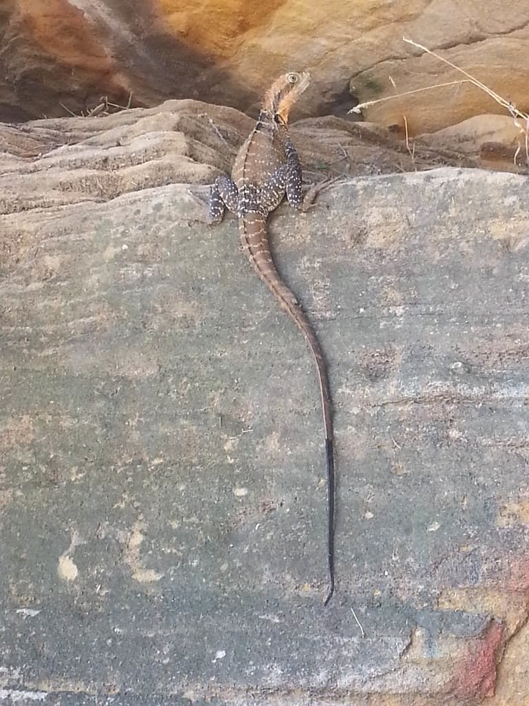 La Perouse - Little Congwong Beach