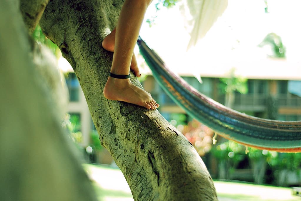Climbing Tree