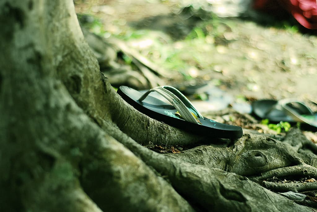 Climbing Tree