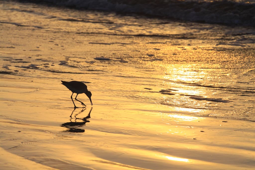 Pirate's Beach — photo by Ron Wooten