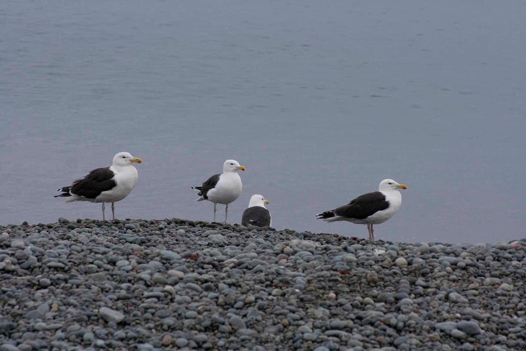 Gulls
