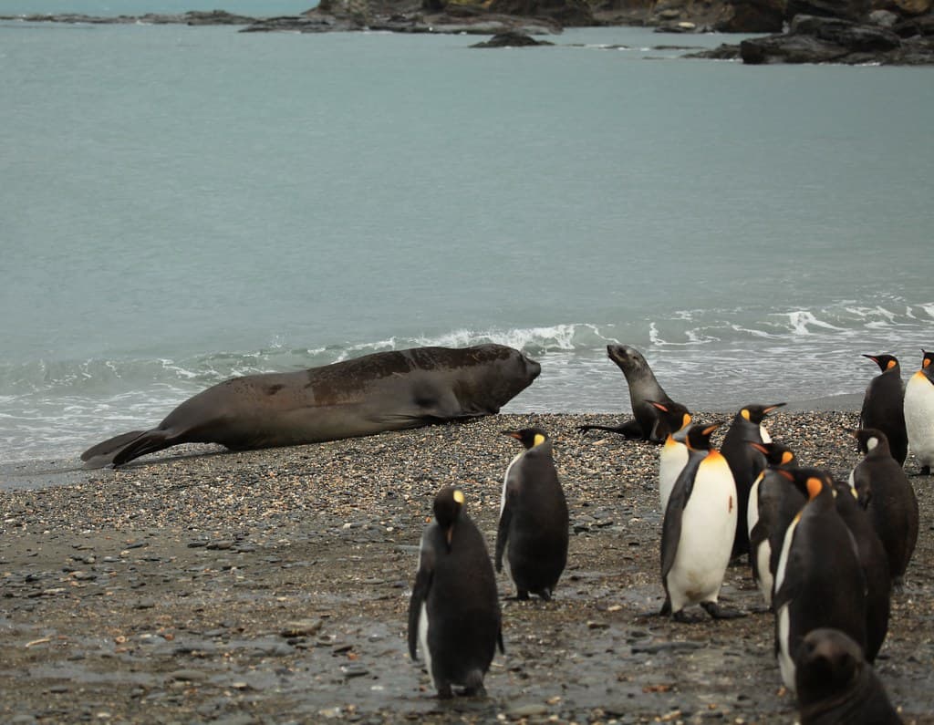 King Penguins, Antarctic Fur Seals, and one big Southern Elephant Seal