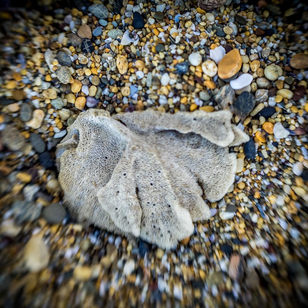 Seaside Dreaming