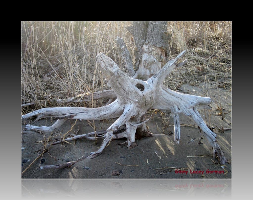 Driftwood - North Kingstown RI
