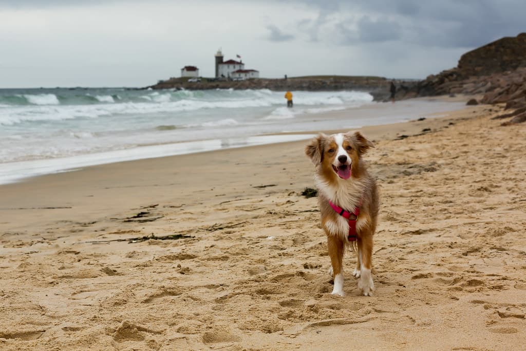 Laika Enjoying (Autumn) New England Beach | Watch Hill, RI