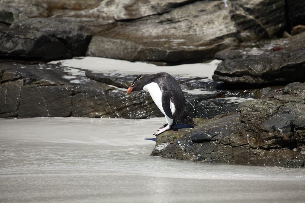 Rockhopper Penguin on the beach