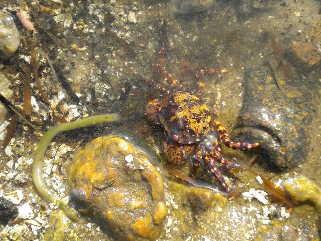 Asian Shore Crab (Hemigrapsus sanguineus)