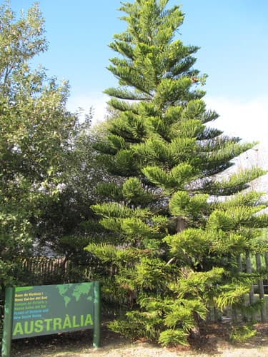 Australian plants (Araucaria heterophylla)