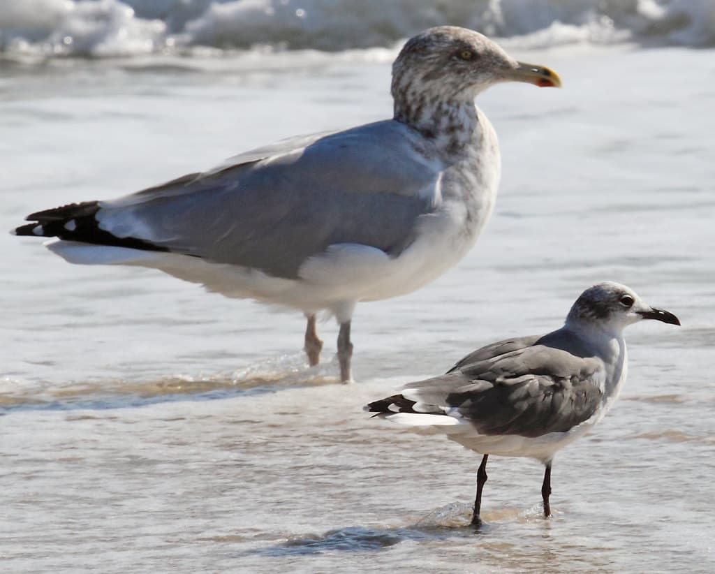 Gulls