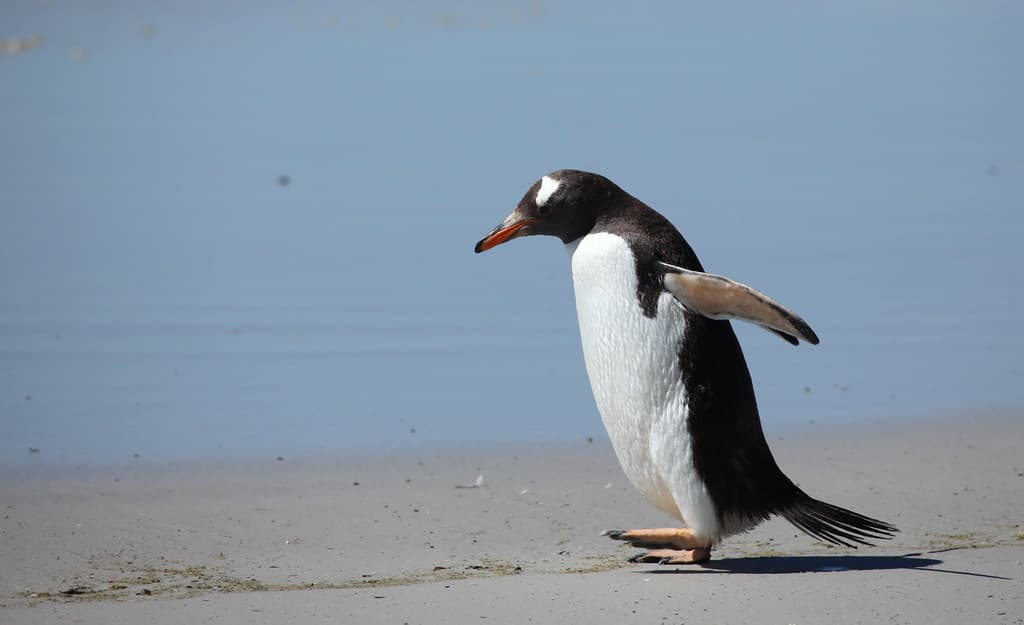 Gentoo Penguin walking along the beach