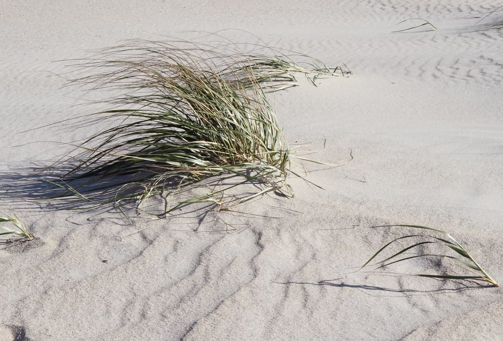Isolated Clump of Dune Grass on Beach