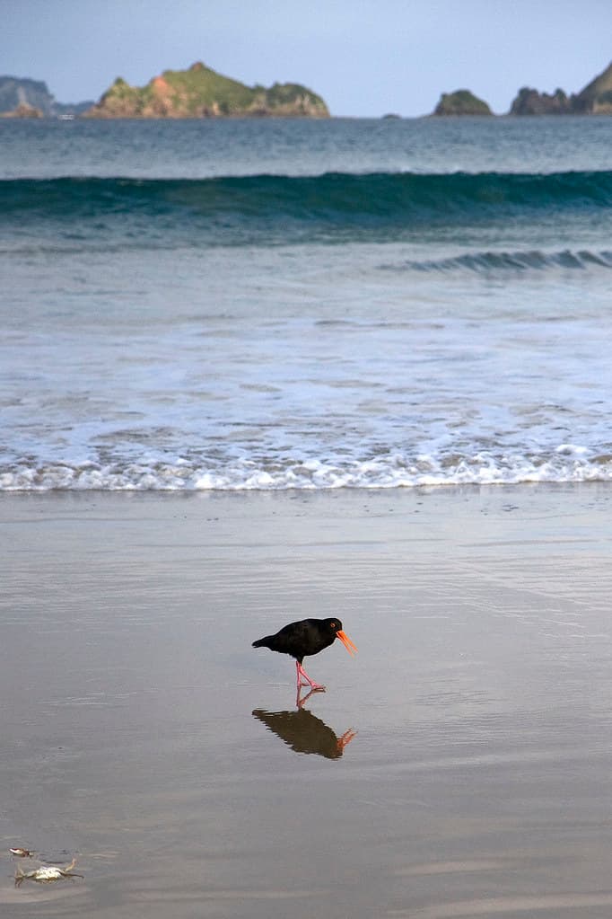 Opito bay, NZ