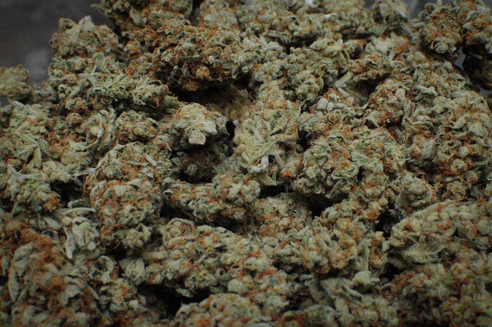 Hog's Breath, Sativa-2