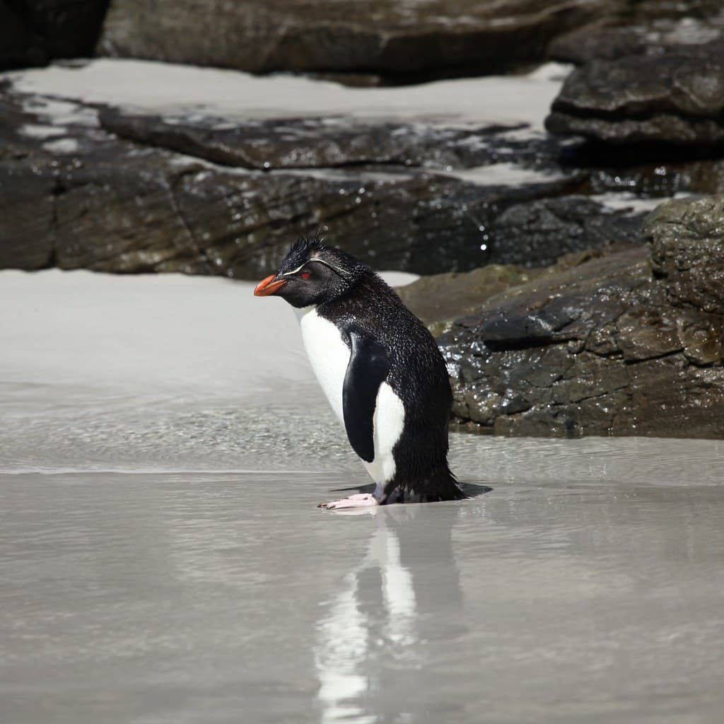 Rockhopper Penguin on the beach