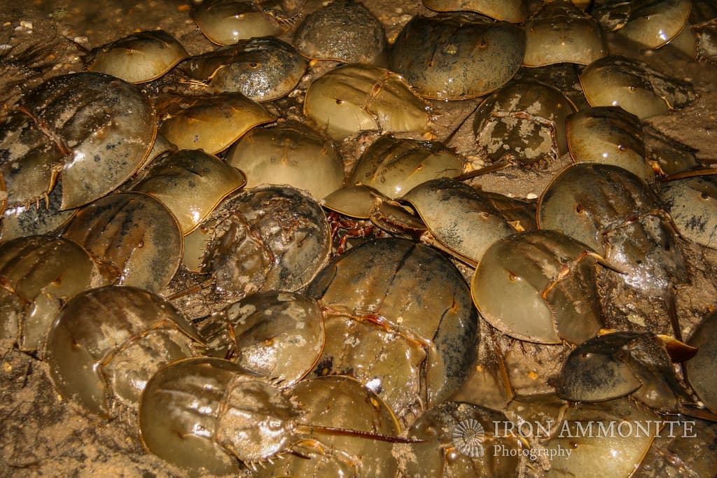 Spawning Horseshoe Crabs, Slaughter Beach, Delaware Bay