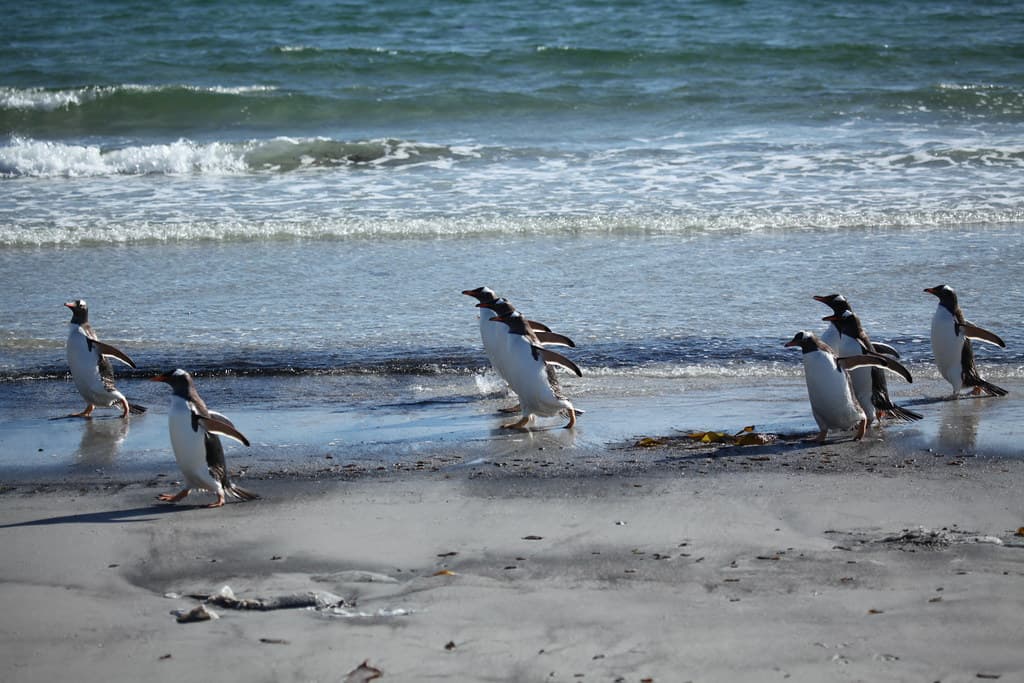 Gentoo Penguins walking on the beach