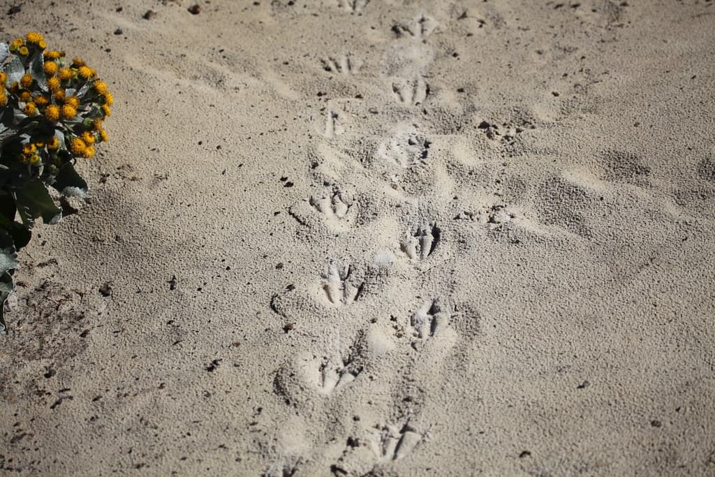 Penguin footprints on the beach
