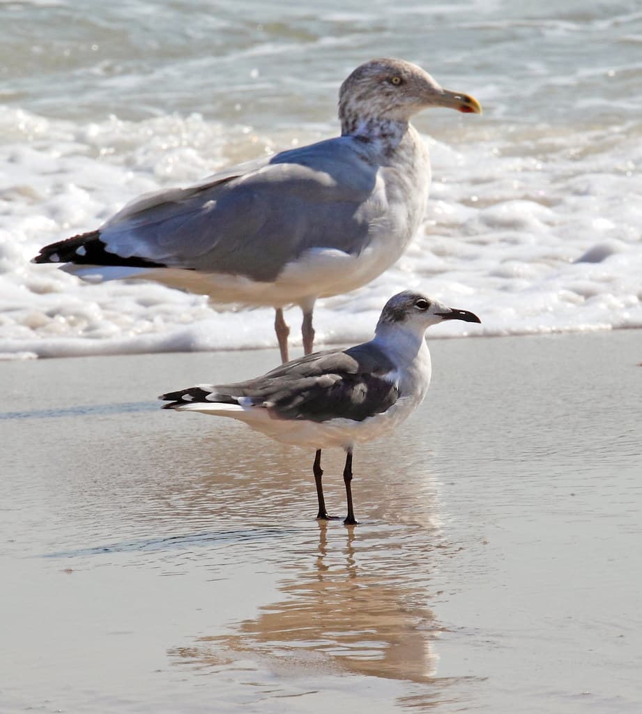 Gulls