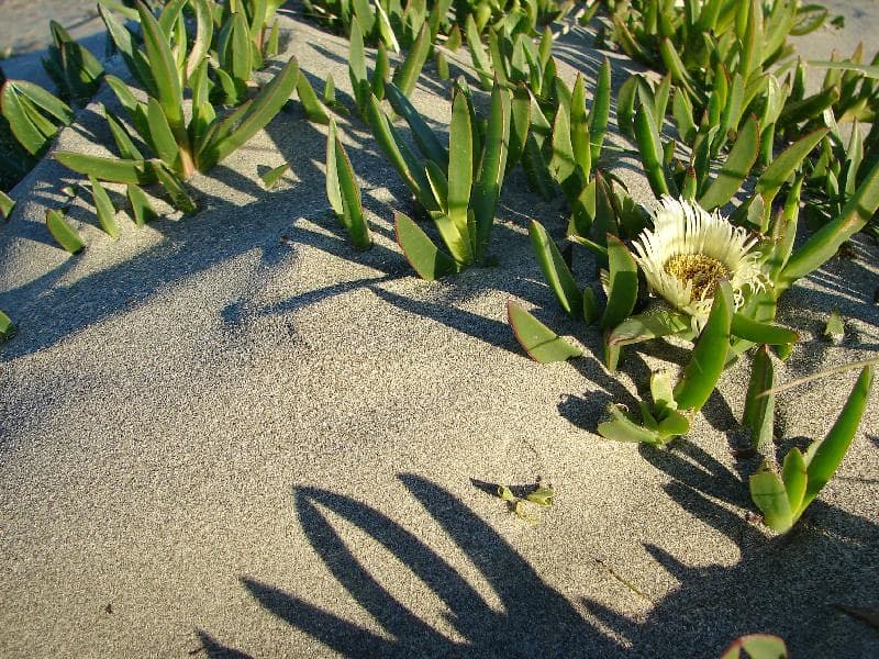 Evening Sand and Life