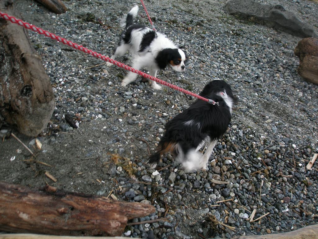 P5270065 Cavalier King Charles Spaniels - they both are pulling to be with each other
