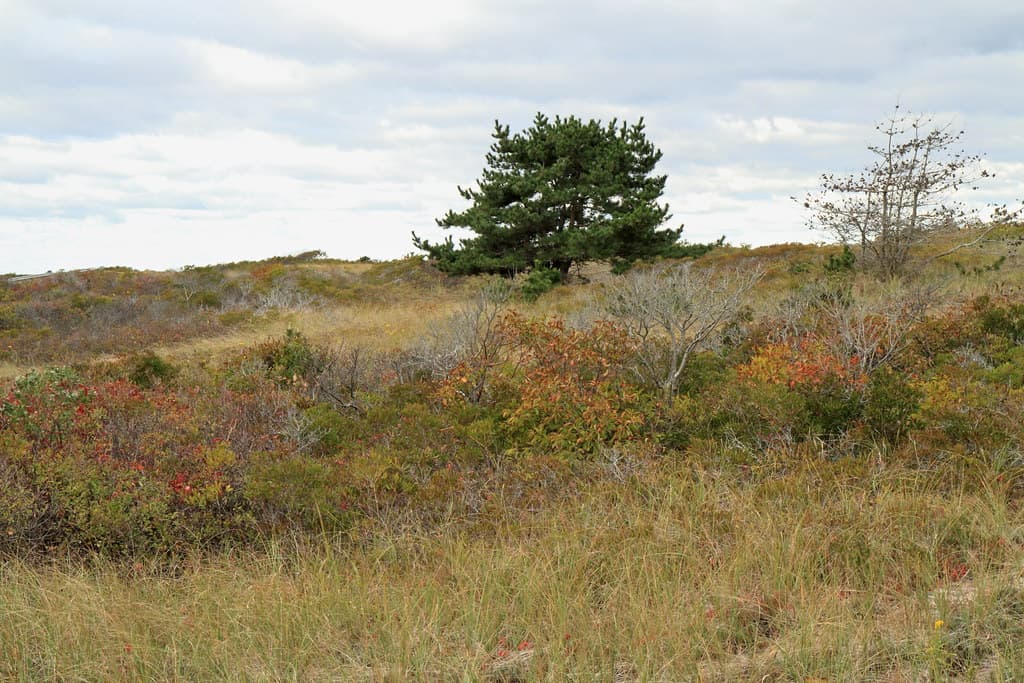 Japanese Black Pine