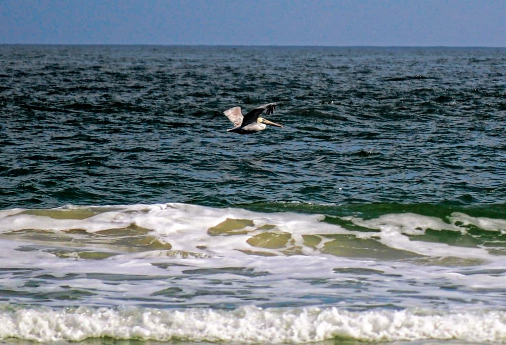 Brown Pelican at Little Talbot Island State Park