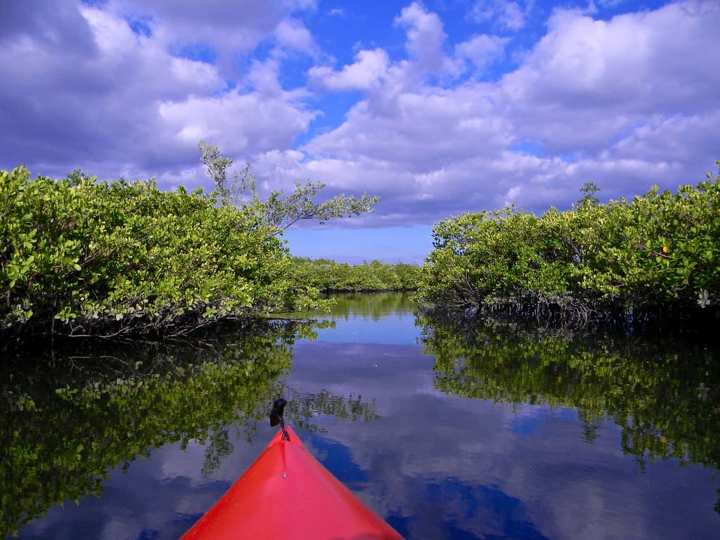 Mangrove Creek