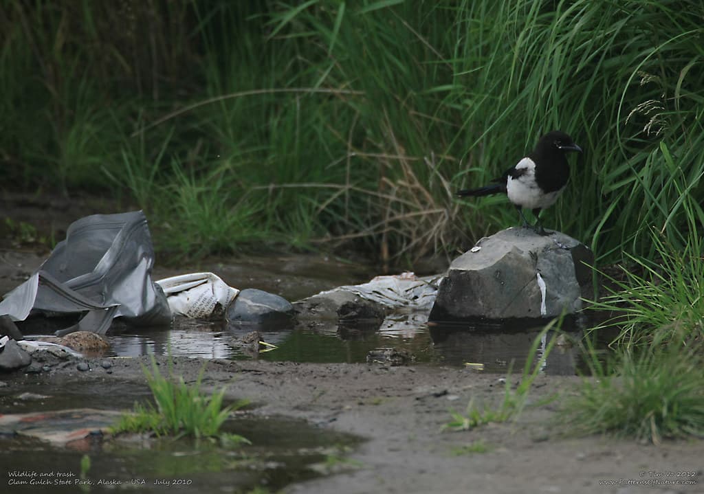 Wildlife and trash
