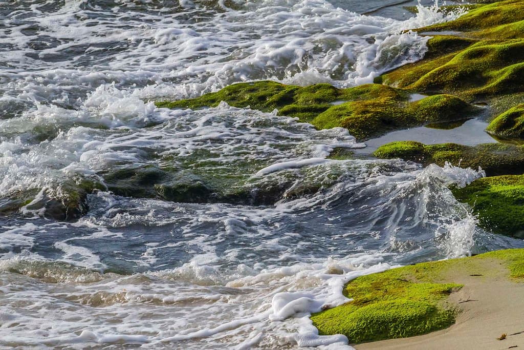 Fast Waves, Slow Moss