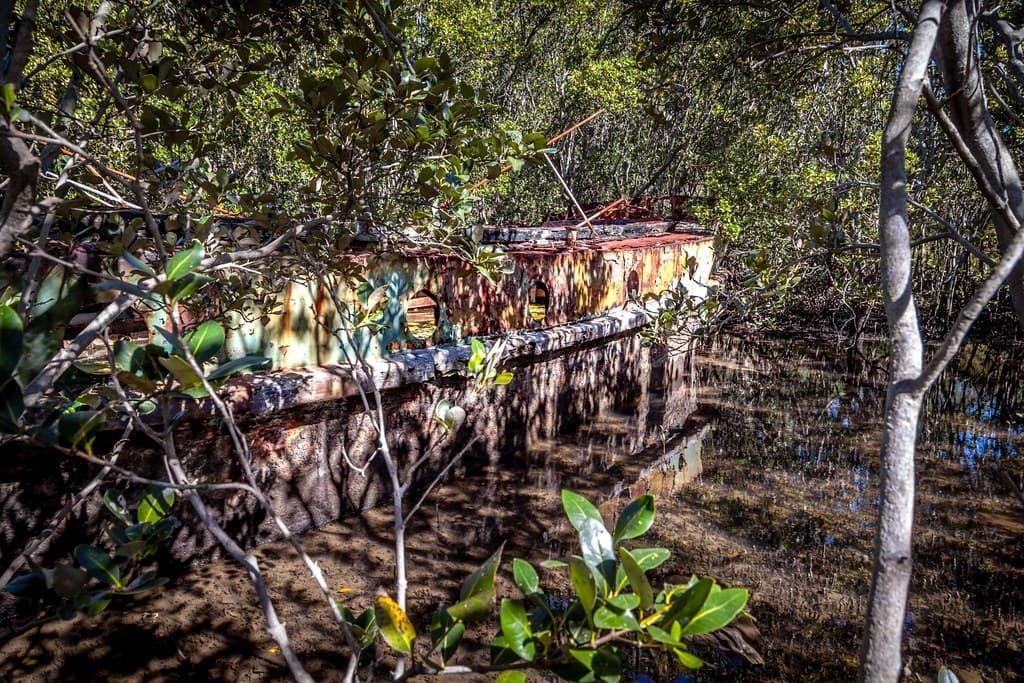 Badu Mangroves Sydney-9