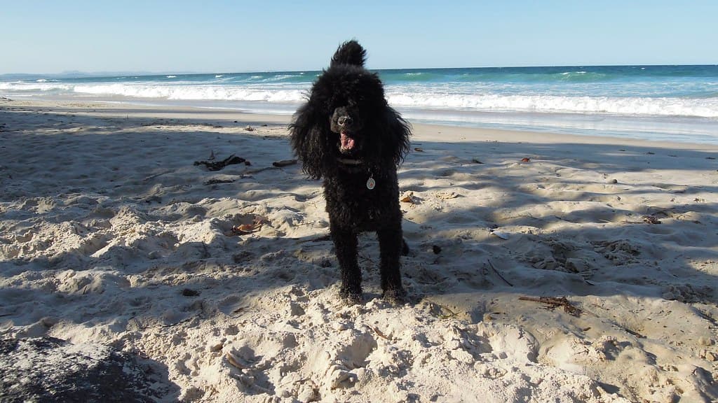 Belongil Beach, Byron Bay, New South Wales