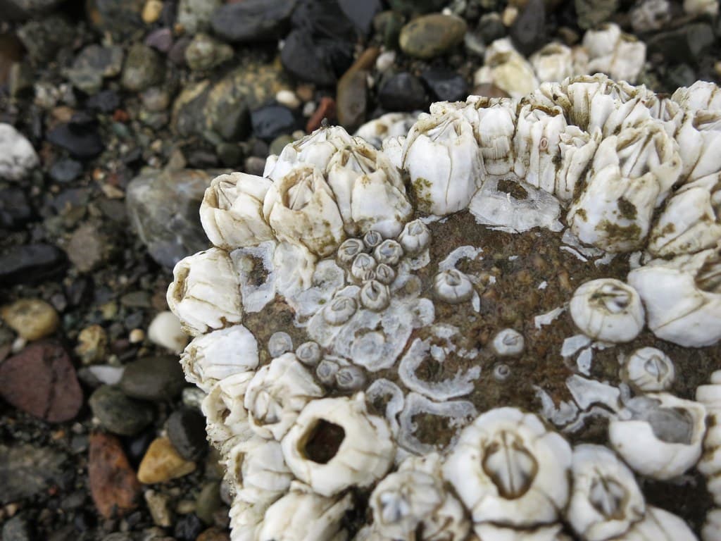 Barnacles large and small