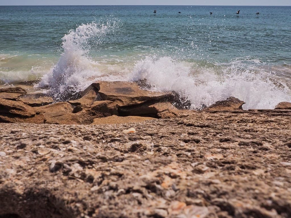 Pelican Formation at Washington Oaks