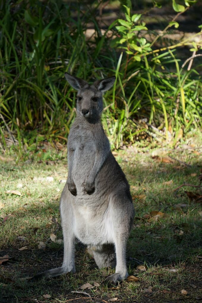 Kangaroo at Arrawarra Beach