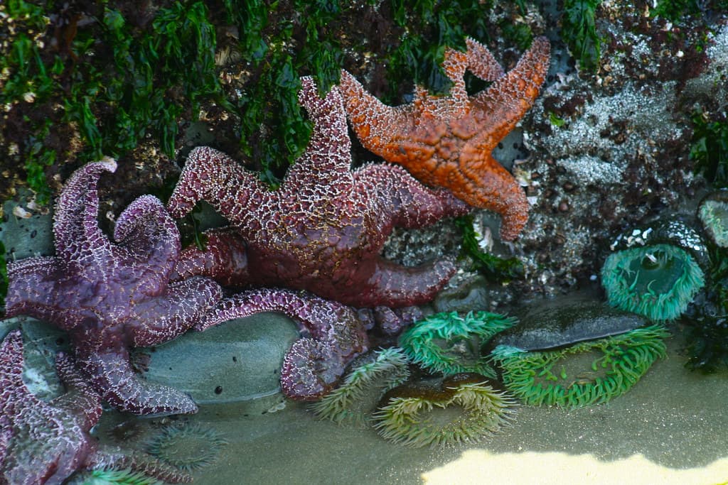 Starfish and Green Sea Anemone, Chesterman Beach, Vancouver Island, BC