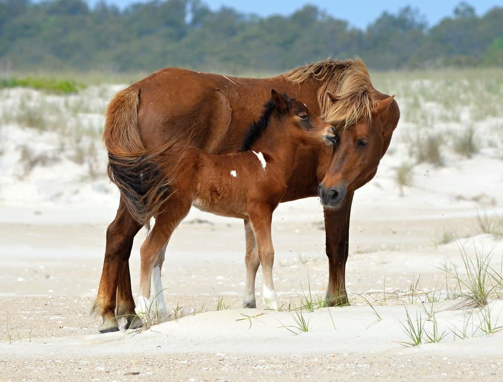 N6BMT-F (Jojo) & New Foal (N6BMT-FN)