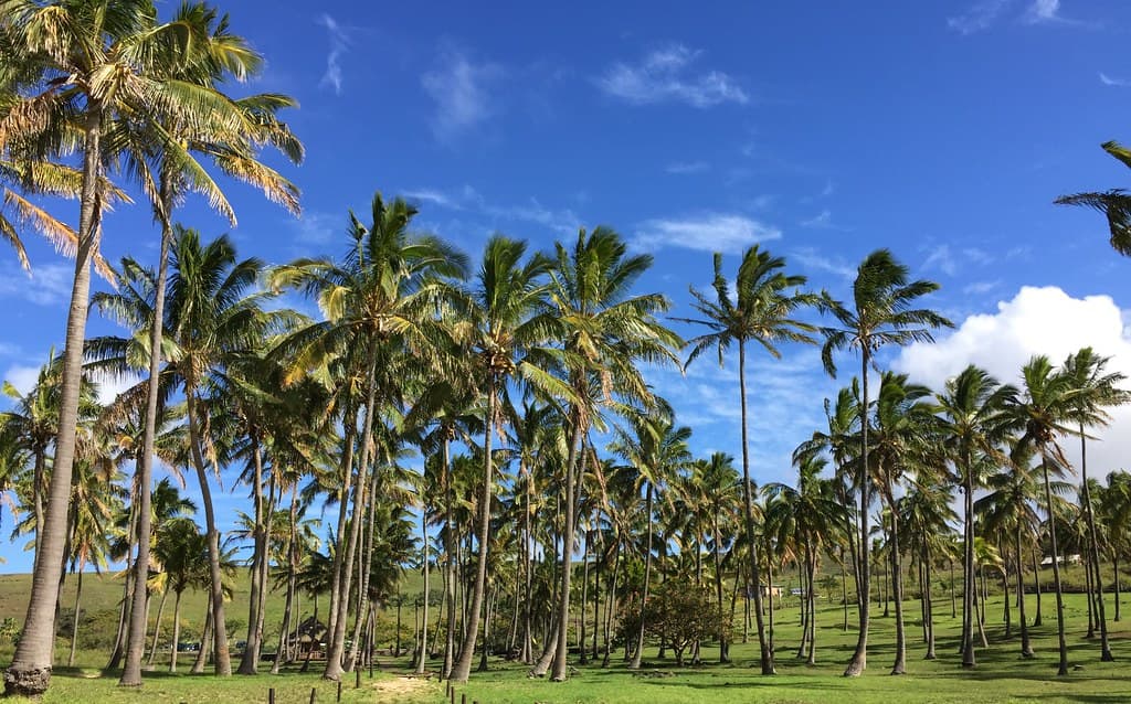 Anakena Beach, the North Coast, Rapa Nui (Easter Island), Chile, Polynesia, Oceania.