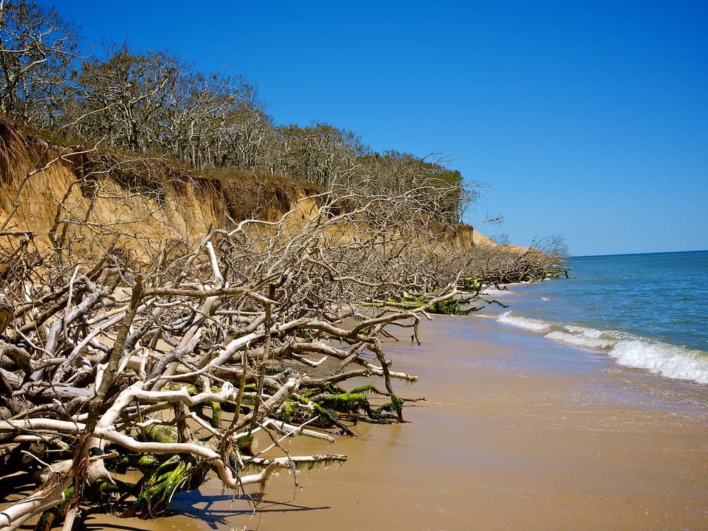 Trees falling from the cliffs as the sea erodes the island.
