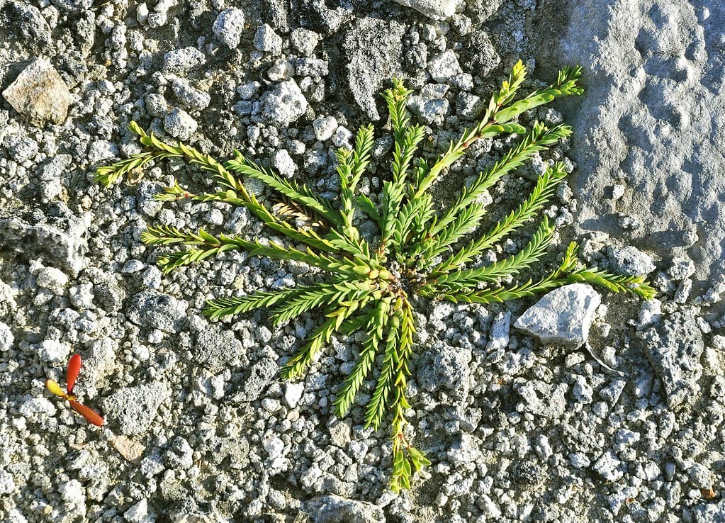 Pioneer coast spurge at Gurnet Head