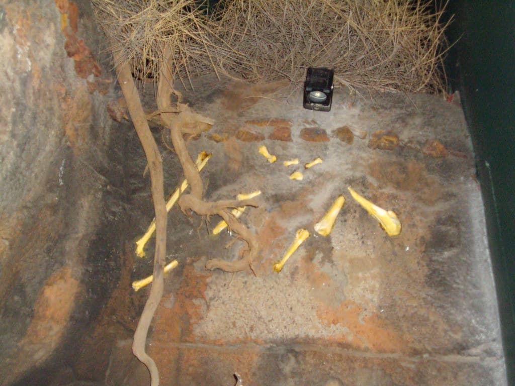 Riversleigh fossils. Mt Isa museum.