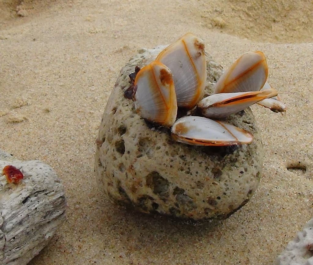 Pumice with barnacles  Family : Lepadidae