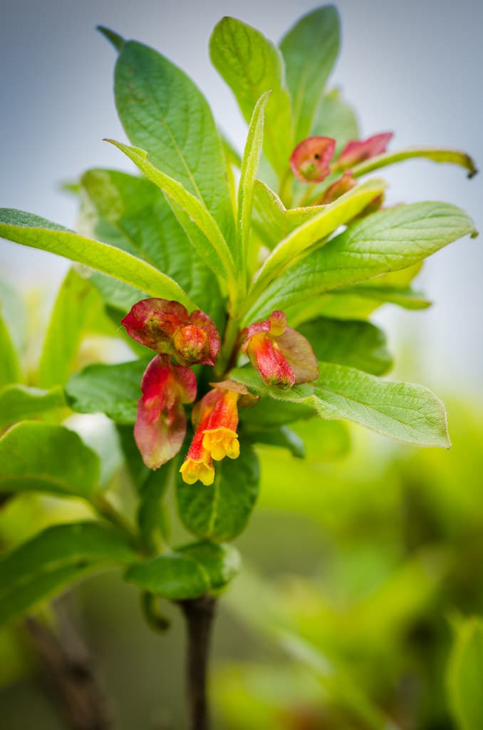 Twinberry (Lonicera involucrata)