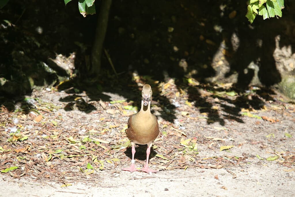 PLUMED WHISTLING-DUCK