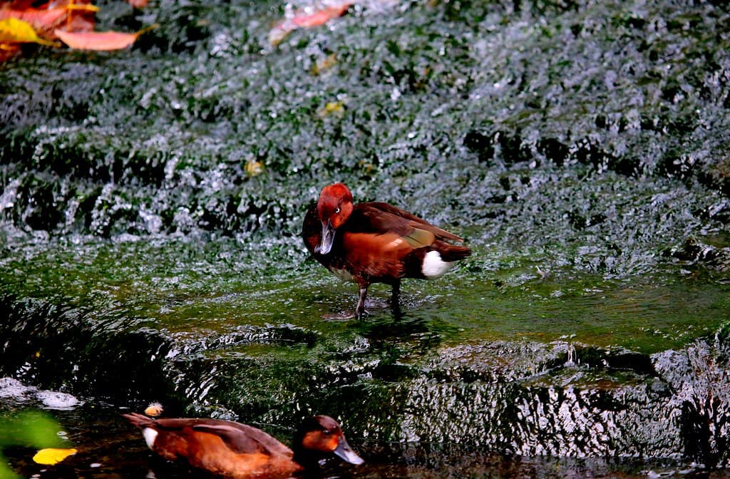 WHITE-EYED DUCK