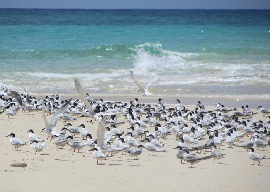Bweni Beach — photo by algaedoc