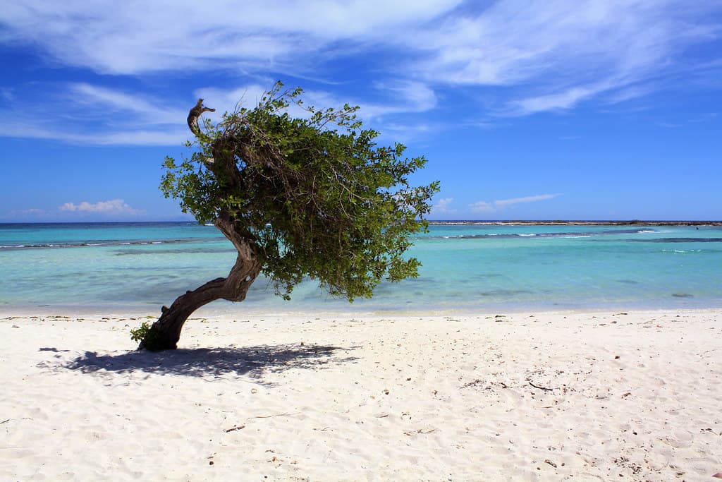 Bachelor’s Beach South Cove