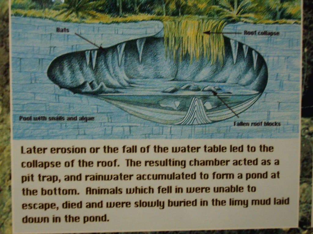 Riversleigh fossils. Story in Mt Isa museum.