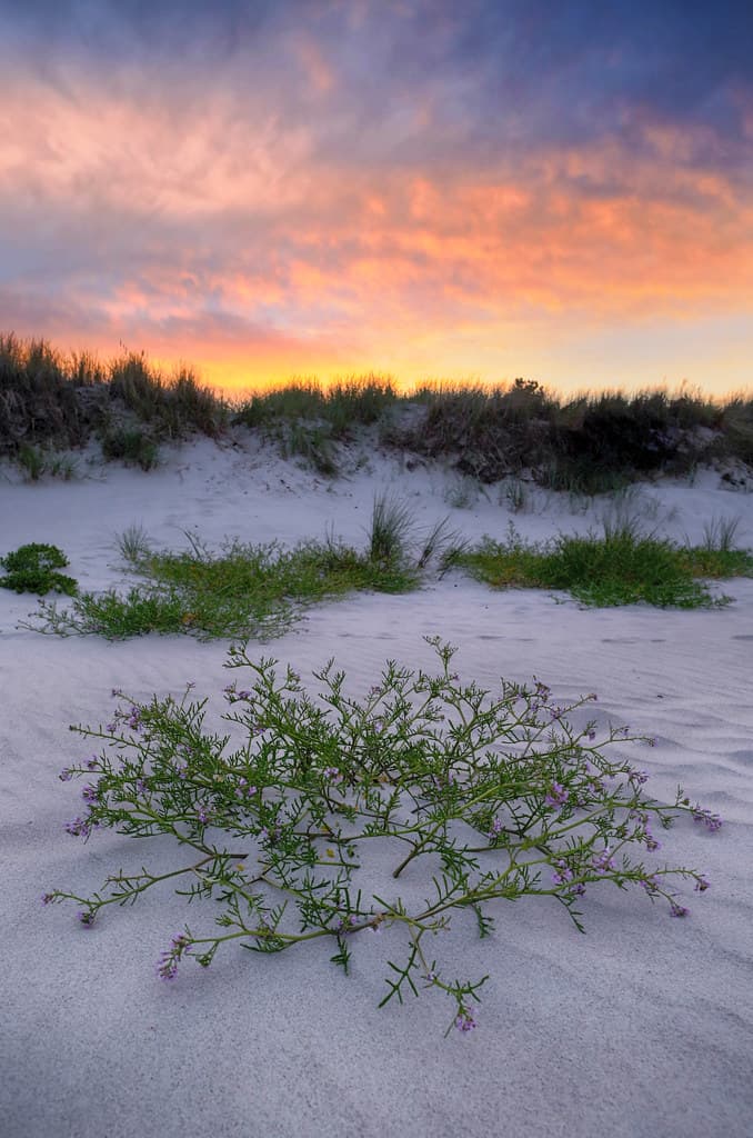Sandhammaren Beach — photo by Ulf Bodin