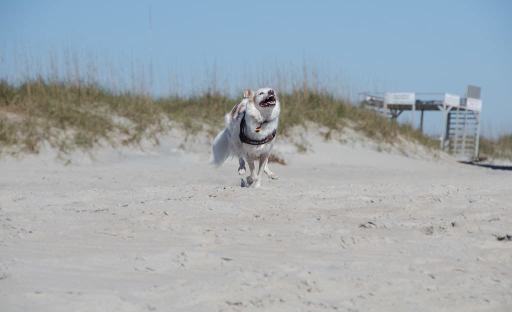 Meisie on the beach, Freeman Park, Carolina Beach, NC