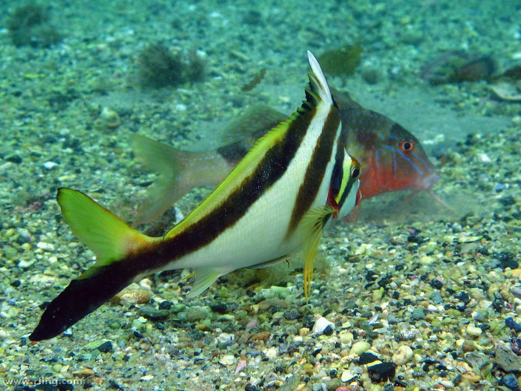Crested Morwong